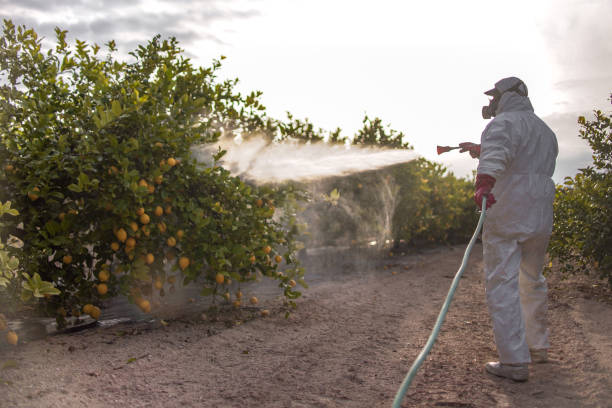 Professional Pest Control in Ross, CA