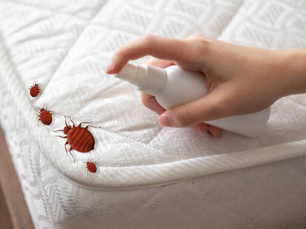 Best Ant Control Services  in Ross, CA