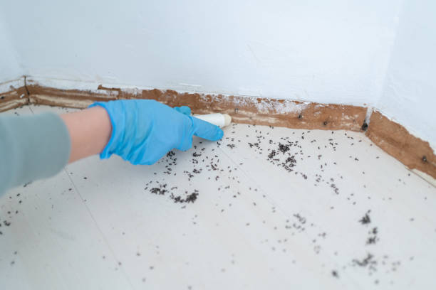 Best Emergency Pest Control  in Ross, CA